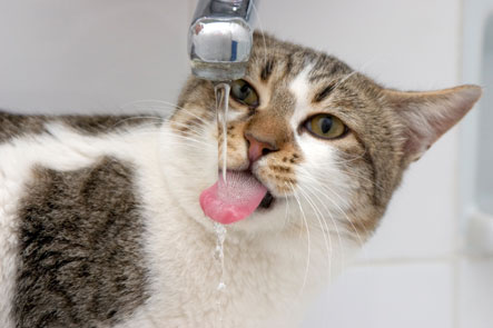thirstcat2